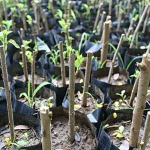 Madagascar Hibiscus Moscheutos Mallow Starter Plant – 7 Cuttings – Indoor/Outdoor - Image 2