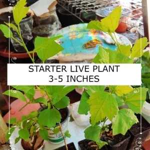 Madagascar Hibiscus Moscheutos Seeds - Rose of Sharon Starter Seeds - Image 4