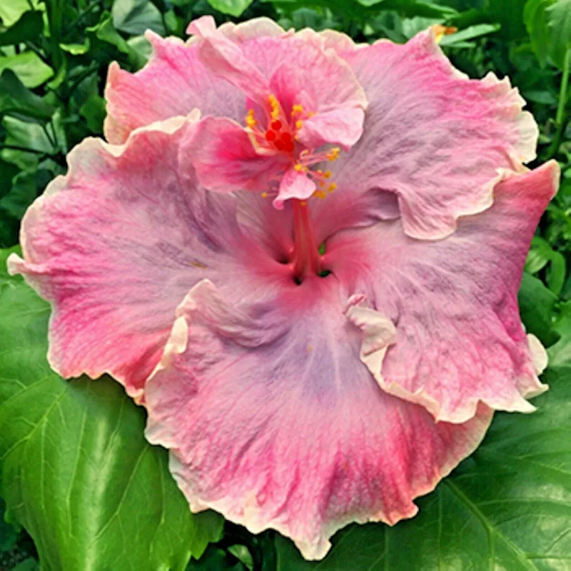 Madagascar Hibiscus Moscheutos Seeds – Rose of Sharon – Pink Blooms – Indoor/Outdoor - Image 1