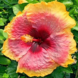 Madagascar Hibiscus Moscheutos Seeds - Rose of Sharon Flower Seeds - Pink Blooms - Indoor/Outdoor Planting - Image 1