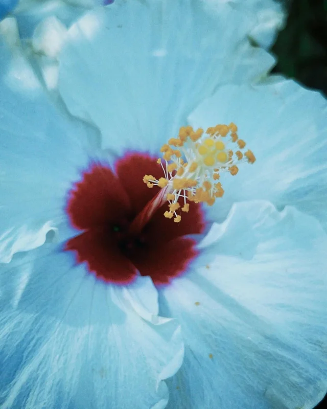 Madagascar Hibiscus Moscheutos Seeds - Rose of Sharon Starter Seeds - Perennial Flower - Image 1