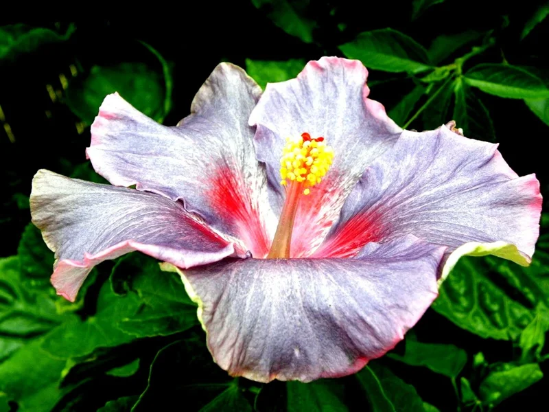 Madagascar Hibiscus Moscheutos Starter Seeds - Rose of Sharon HS6812 - Indoor/Outdoor Perennial - Image 1