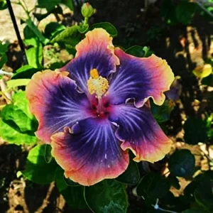 Madagascar Hibiscus Moscheutos Starter Seeds - Rose Of Sharon Perennial Flower Seeds - Image 1