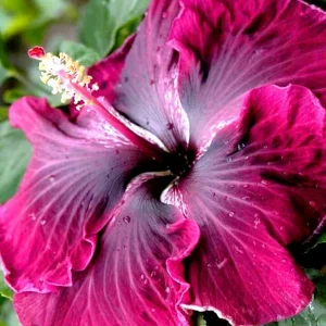 Madagascar Hibiscus Moscheutos Starter Seeds Rose of Sharon - Perennial Flower Seeds - Image 1