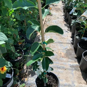 Madagascar Jasmine Live Plant - Stephanotis Floribunda 1 FT Tall in 6" Pot - Image 2