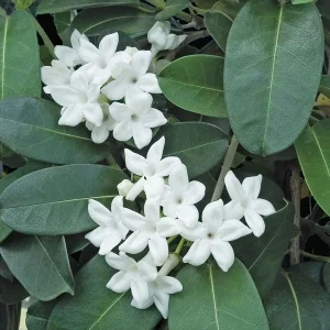 Madagascar Jasmine Live Plant - Stephanotis Floribunda 3 Gallon Pot - 3 Feet Tall - Image 1