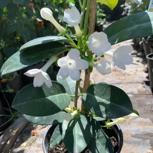 Madagascar Jasmine Live Plant - Stephanotis Floribunda 1 FT Tall in 6" Pot - Image 1
