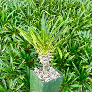 Madagascar Palm Live Plant – Rare Succulent – 3 inch Pot – Indoor/Outdoor - Image 2