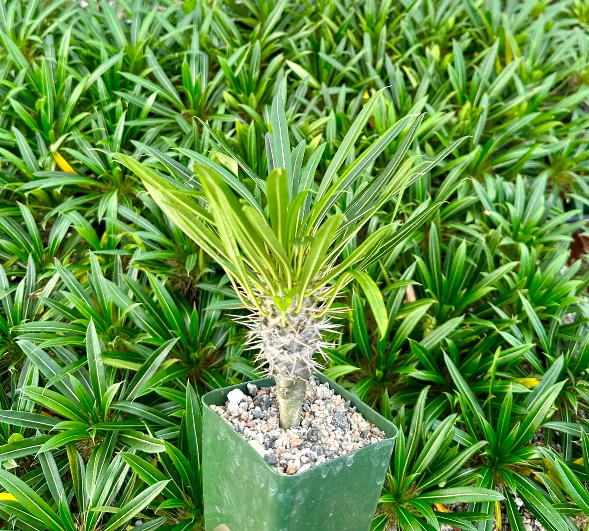 Madagascar Palm Live Plant – Rare Succulent – 3 inch Pot – Indoor/Outdoor - Image 2