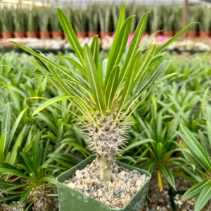 Madagascar Palm Live Plant – Rare Succulent – 3 inch Pot – Indoor/Outdoor - Image 1