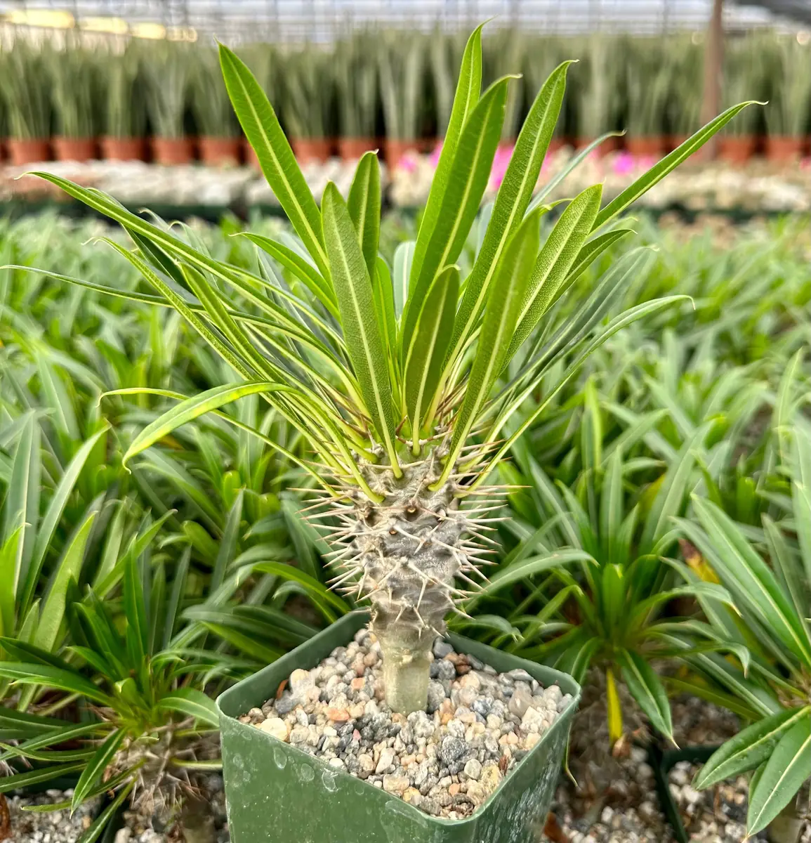 Madagascar Palm Live Plant – Rare Succulent – 3 inch Pot – Indoor/Outdoor - Image 1