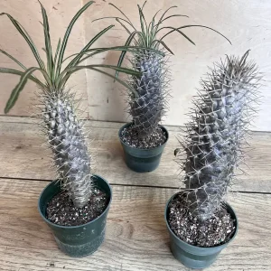 Madagascar Palm Tree Live Plant – Pachypodium Lamerei Succulent – 4 inch Pot - Image 2
