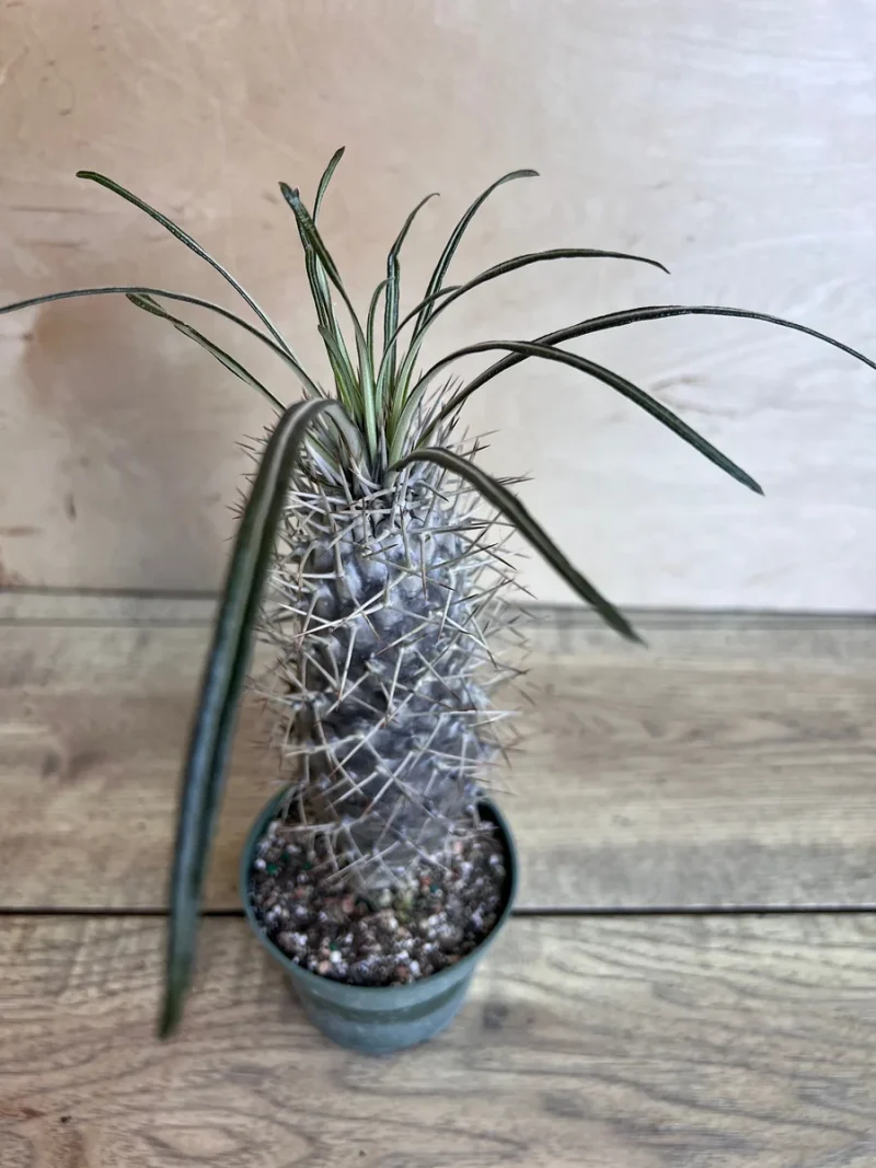 large planter pots sale Marta Planter