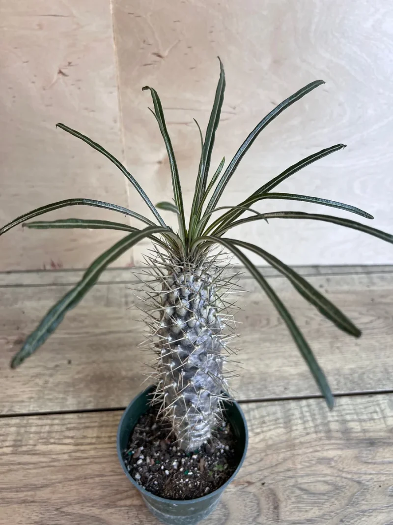 Madagascar Palm Live Plant - 4 inch Pot - Pachypodium Lamerei