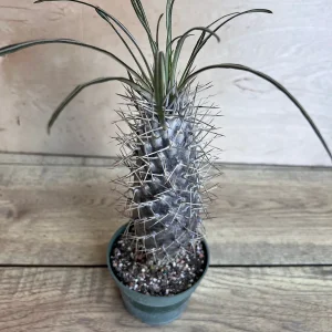 Madagascar Palm Tree Live Plant – Pachypodium Lamerei Succulent – 4 inch Pot - Image 6