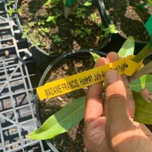 Madame Francis Mango Tree - Grafted Haitian Mango Live Plant 12" Tall in 6" Pot - Image 2