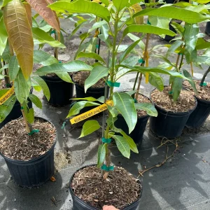 Madame Francis Mango Tree Live Plant – Grafted – 3 Gallon Pot – Fully Rooted - Image 3