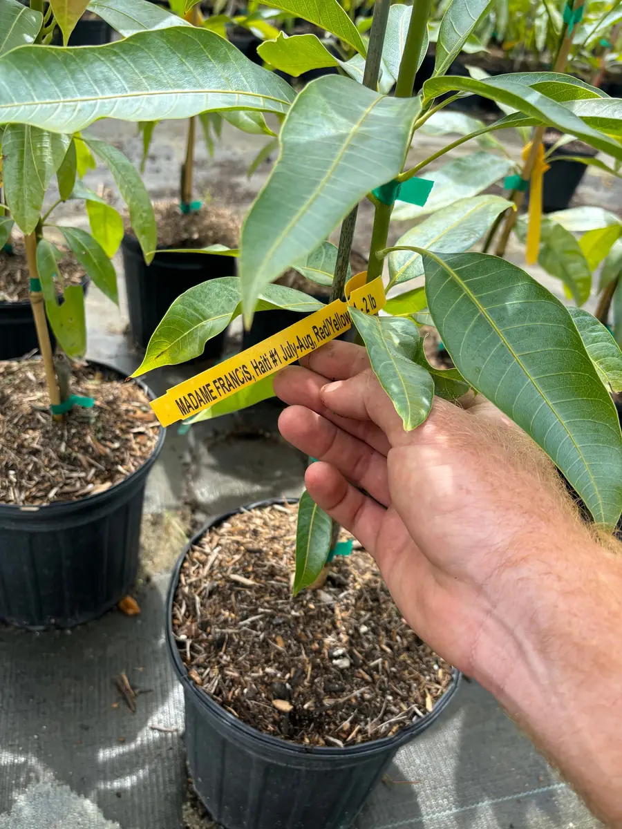 Madame Francis Mango Tree Live Plant – Grafted – 3 Gallon Pot – Fully Rooted - Image 5