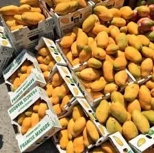 Madame Francis Mango Tree Live Plant – Grafted – 3 Gallon Pot – Fully Rooted - Image 6