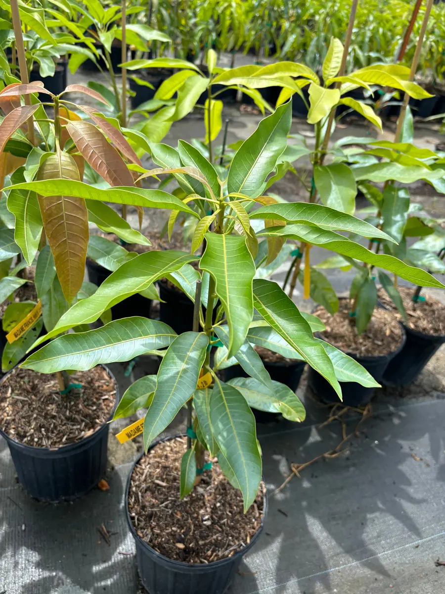 Madame Francis Mango Tree Live Plant – Grafted – 3 Gallon Pot – Fully Rooted - Image 1