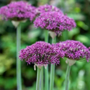 Magic Allium Bulbs - Persian Flowering Onion - 5 Pack 14/+ cm - Outdoor Flower Bulbs - Image 2