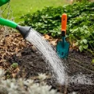 Magic Allium Bulbs - Persian Flowering Onion - 5 Pack 14/+ cm - Outdoor Flower Bulbs - Image 4