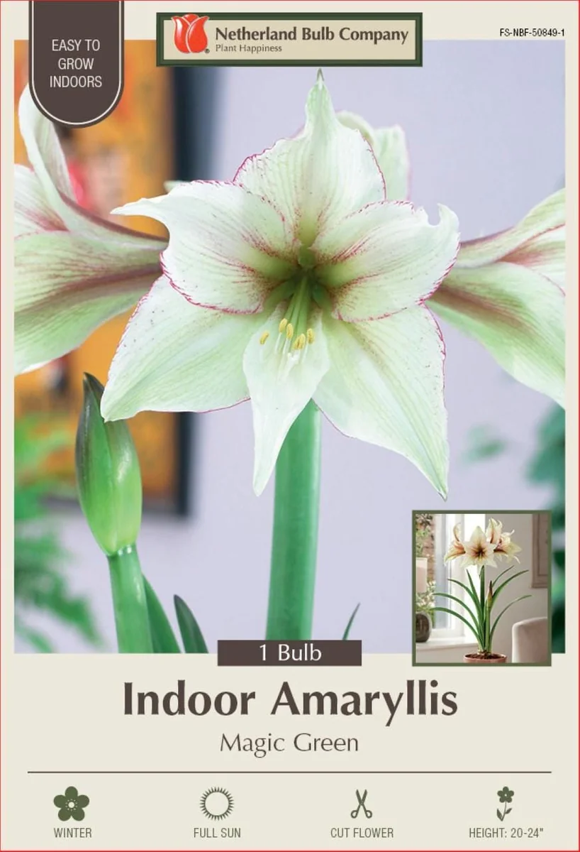 Magic Green Amaryllis Bulb - Creamy Green, Picotee Edges, 30/32cm - Image 1