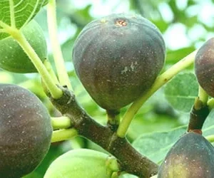 Magnolia Fig (Ficus carica) Live Starter Plant 4+ Inches - Edible Fruit Tree - Image 2