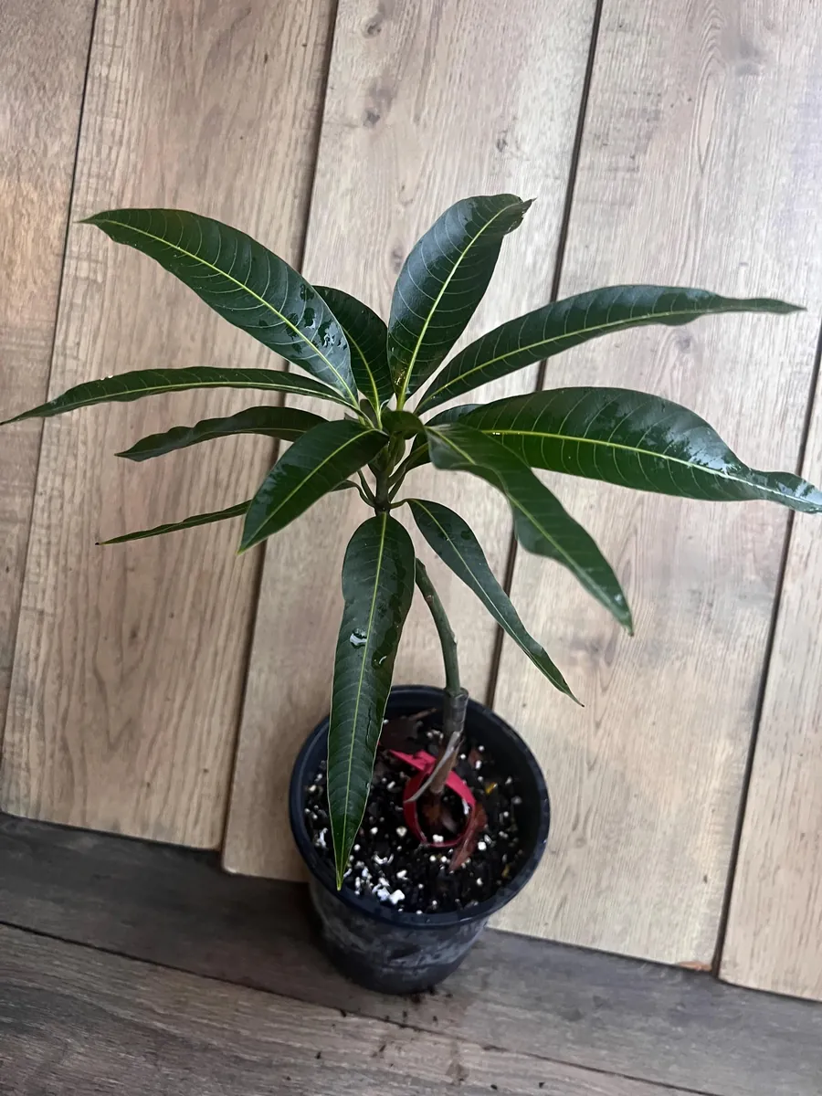 Maha Chanok Mango Tree - Grafted Rainbow Mango Live Plant, 3 Gallon Pot - Image 10