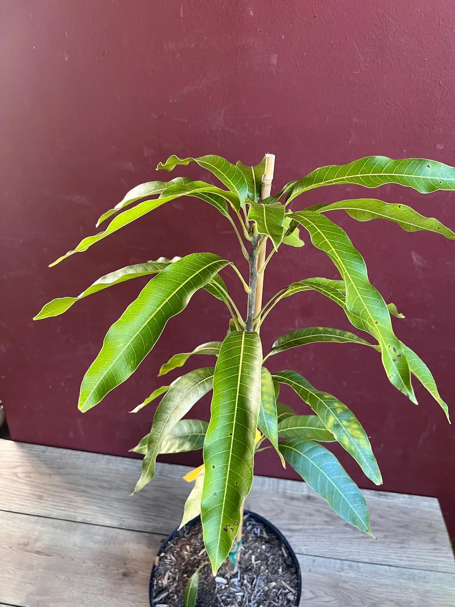 Maha Chanok Mango Tree - Grafted Rainbow Mango Live Plant, 3 Gallon Pot - Image 2