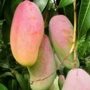 Maha Chanok Mango Tree - Grafted Rainbow Mango Live Plant, 3 Gallon Pot - Image 1