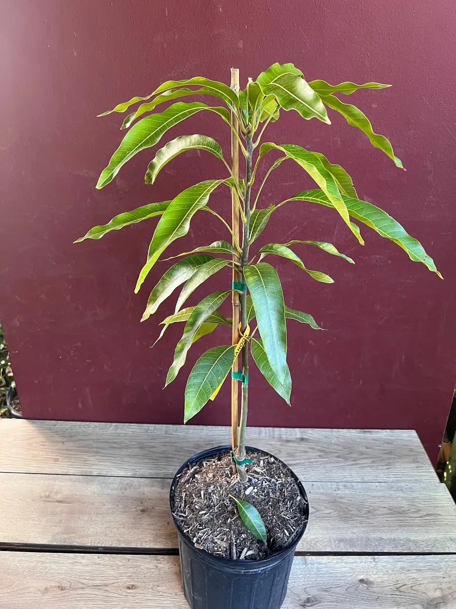 Maha Chanok Mango Tree - Grafted Rainbow Mango Live Plant, 3 Gallon Pot - Image 3