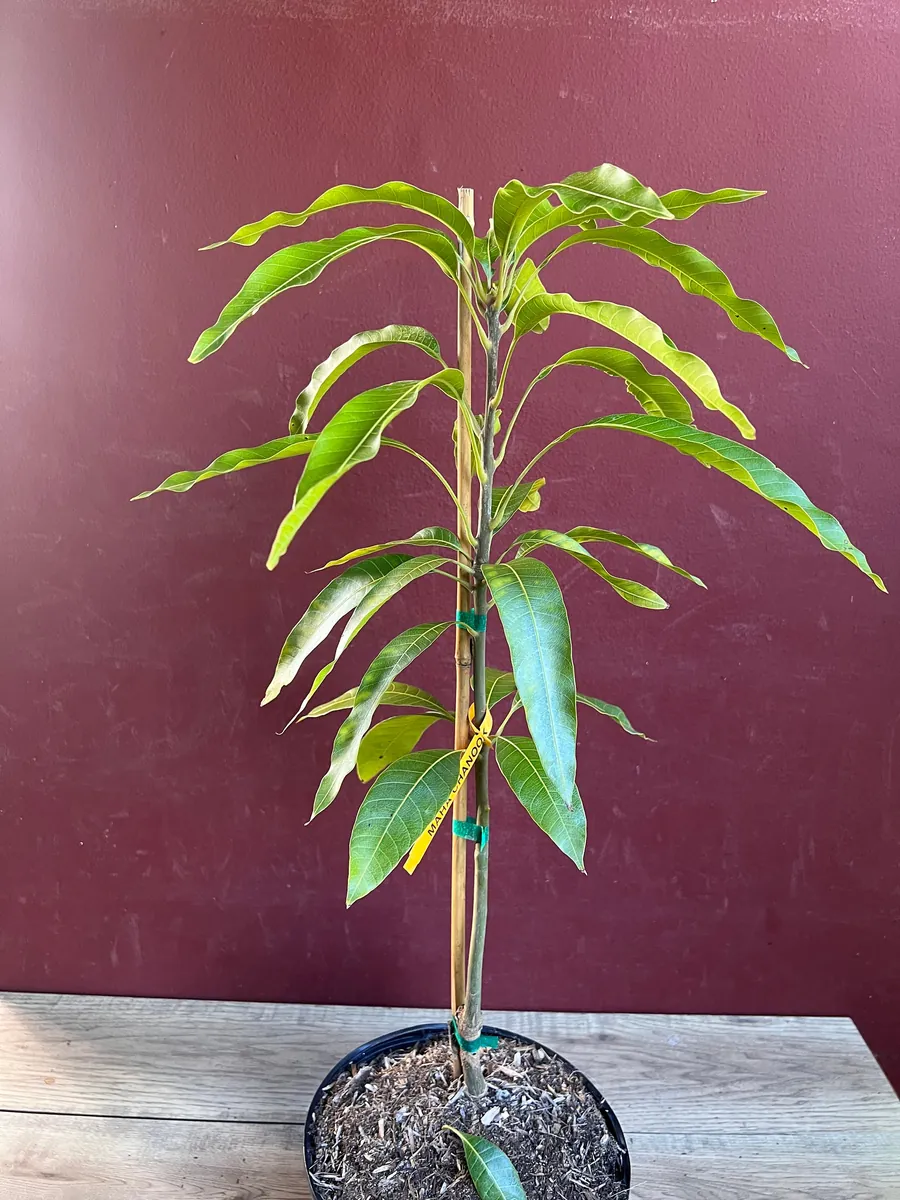 Maha Chanok Mango Tree - Grafted Rainbow Mango Live Plant, 3 Gallon Pot - Image 4