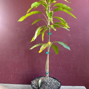 Maha Chanok Mango Tree - Grafted Rainbow Mango Live Plant, 3 Gallon Pot - Image 5