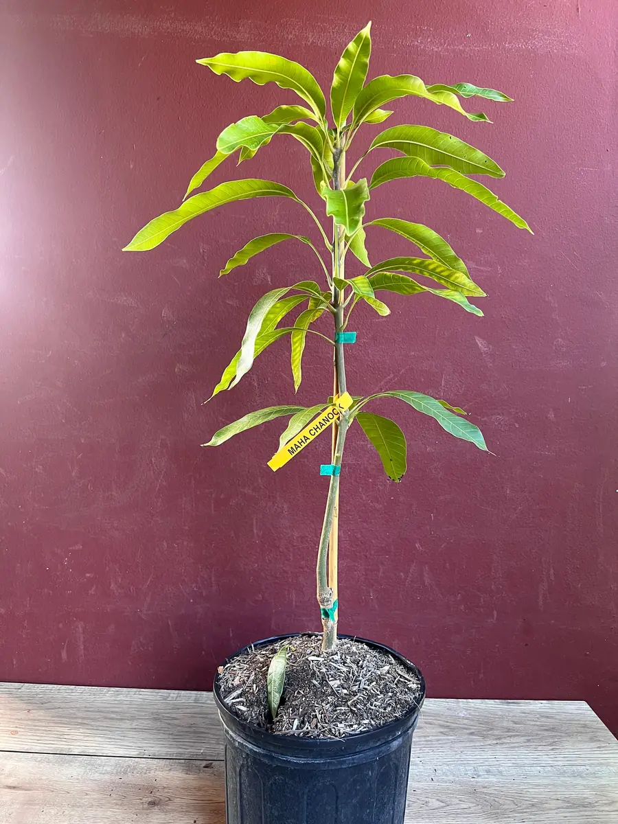 Maha Chanok Mango Tree - Grafted Rainbow Mango Live Plant, 3 Gallon Pot - Image 5