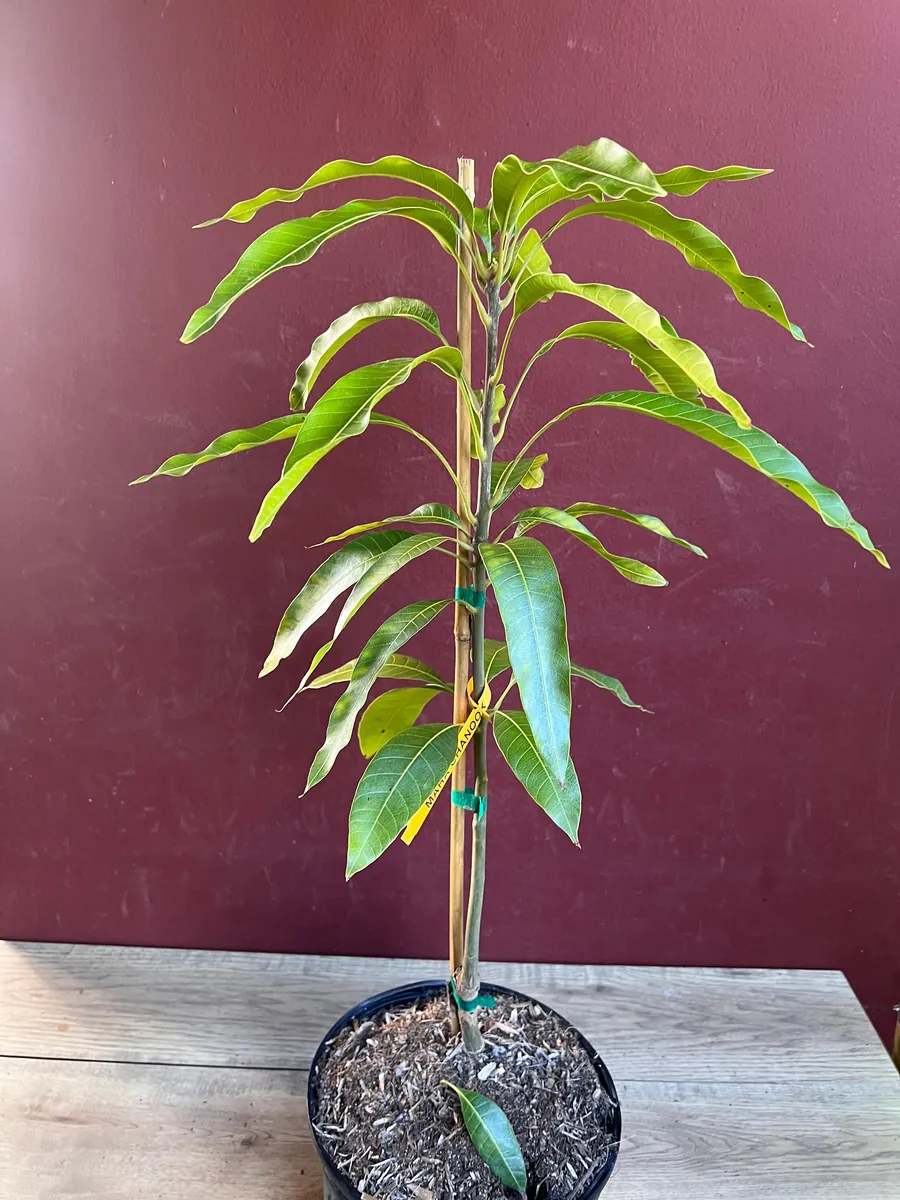 Maha Chanok Mango Tree - Grafted Rainbow Mango Live Plant, 3 Gallon Pot - Image 6