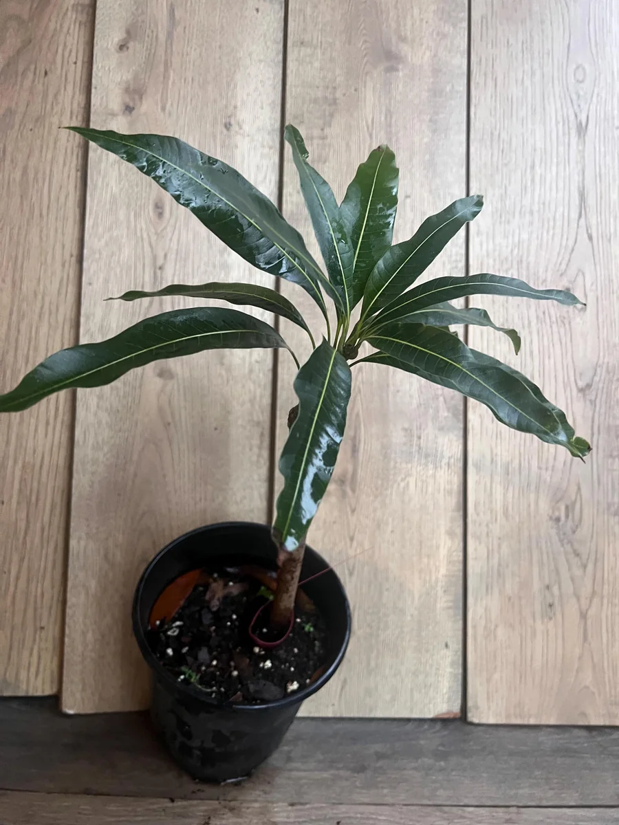 Maha Chanok Mango Tree - Grafted Rainbow Mango Live Plant, 3 Gallon Pot - Image 7