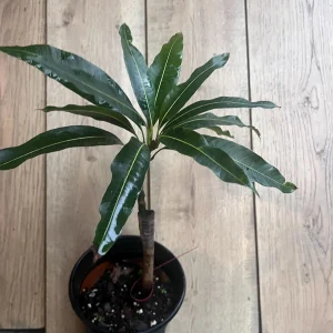 Maha Chanok Mango Tree - Grafted Rainbow Mango Live Plant, 3 Gallon Pot - Image 8