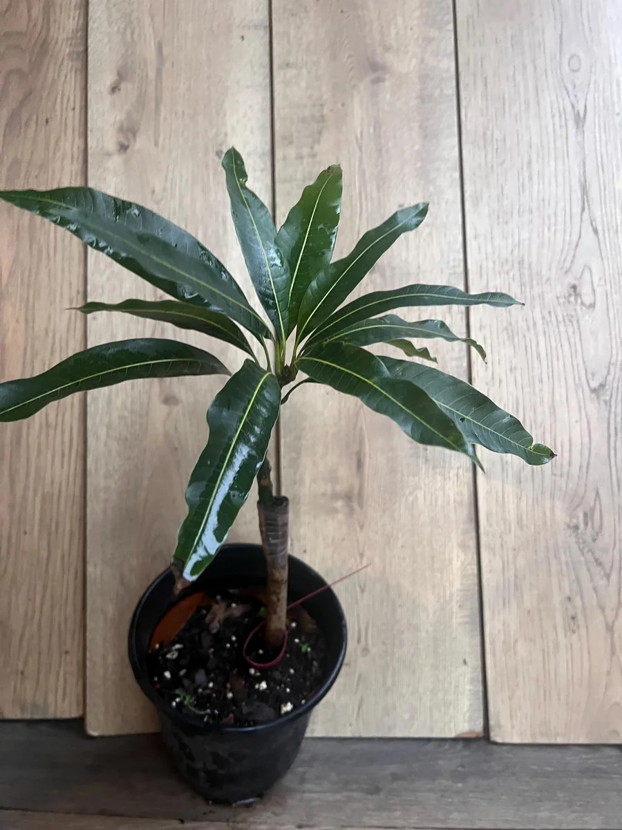 Maha Chanok Mango Tree - Grafted Rainbow Mango Live Plant, 3 Gallon Pot - Image 8