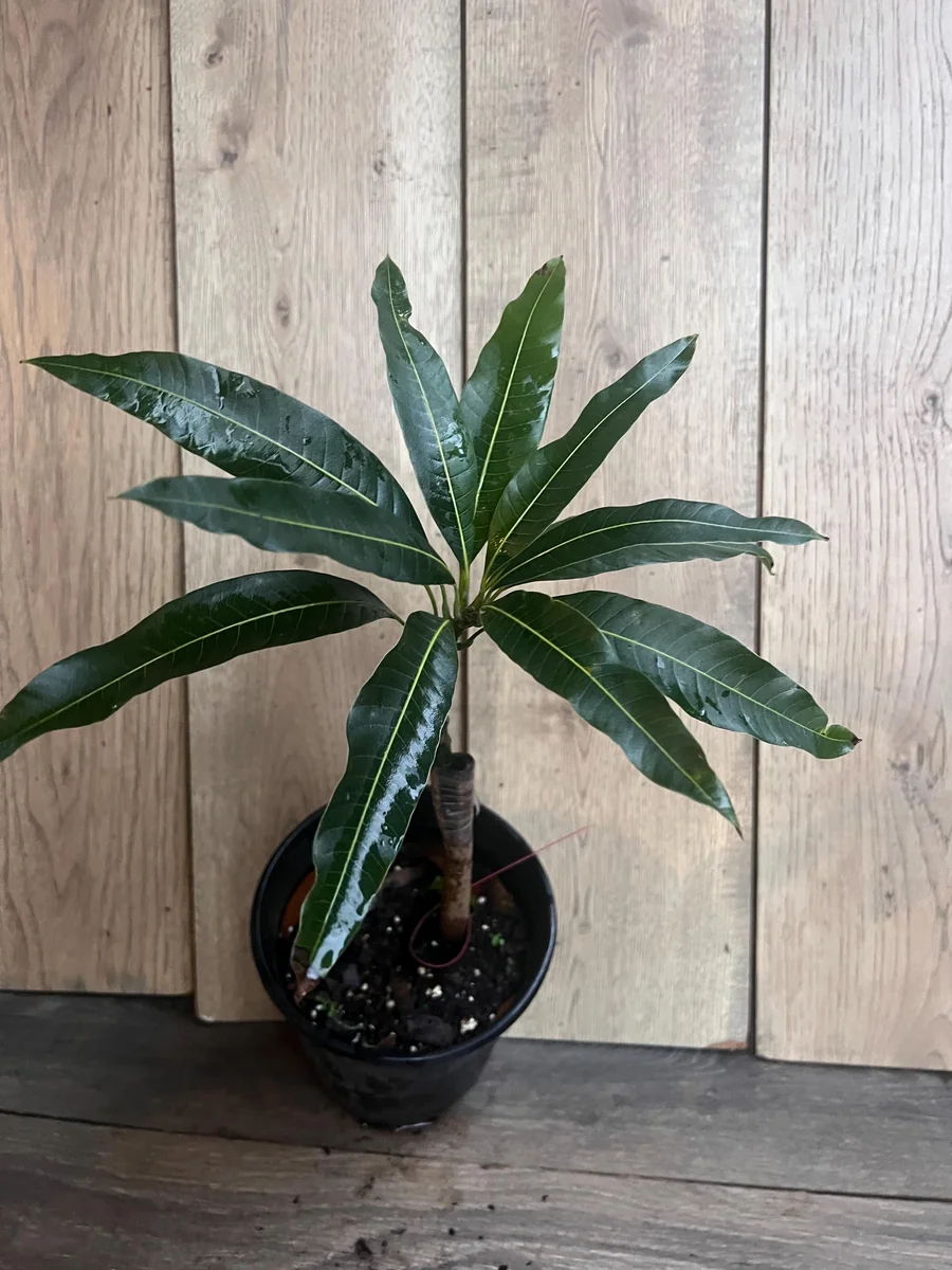 Maha Chanok Mango Tree - Grafted Rainbow Mango Live Plant, 3 Gallon Pot - Image 9