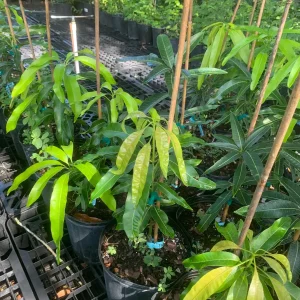 Maha Chanok Thai Mango Tree - Grafted Live Plant, 15" Tall in 6" Pot - Image 1