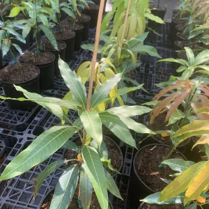 Maha Chanok Thai Mango Tree Live Plant – Grafted, 15