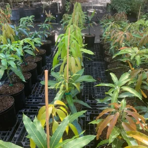 Maha Chanok Thai Mango Tree Live Plant – Grafted, 15