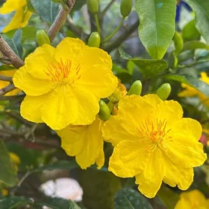 Mai Vang Bonsai Live Plant - 1-2 Feet Tall - 2 Gallon Pot - Indoor/Outdoor - Image 2