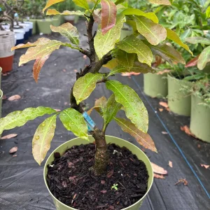 Mai Vang Bonsai Live Plant - 1-2 Feet Tall - 2 Gallon Pot - Indoor/Outdoor - Image 1