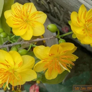 Mai Vang Bonsai Live Plant – Vietnamese Yellow Apricot Tree – 1-2 ft Tall in 2 Gallon Pot - Image 3