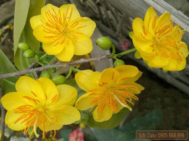 Mai Vang Bonsai Live Plant – Vietnamese Yellow Apricot Tree – 1-2 ft Tall in 2 Gallon Pot - Image 3