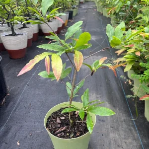 Mai Vang Bonsai Live Plant – Vietnamese Yellow Apricot Tree – 1-2 ft Tall in 2 Gallon Pot - Image 1