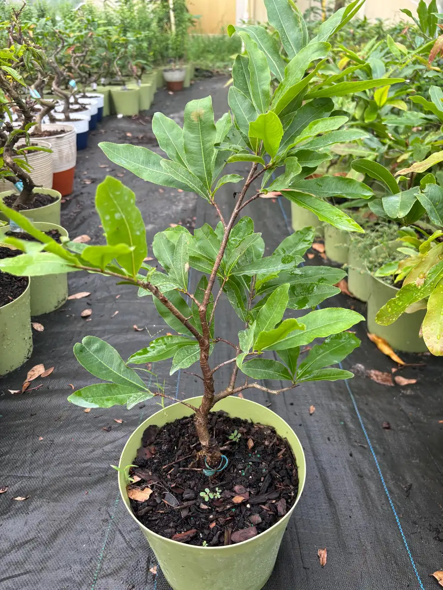 Mai Vang Bonsai Live Plant – Vietnamese Yellow Apricot Tree – 1-2 ft Tall in 2 Gallon Pot - Image 4