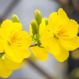 Mai Vang Vietnam Tree – Live Plant – 1-2 ft Tall – Ships in 6 inch Pot – Outdoor - Image 1